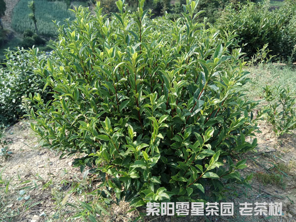 贡茶