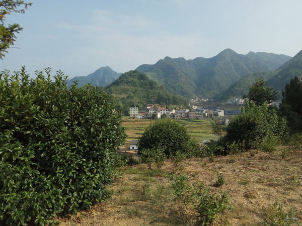 零星茶园