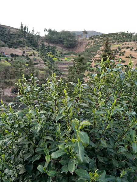 紫阳富硒茶