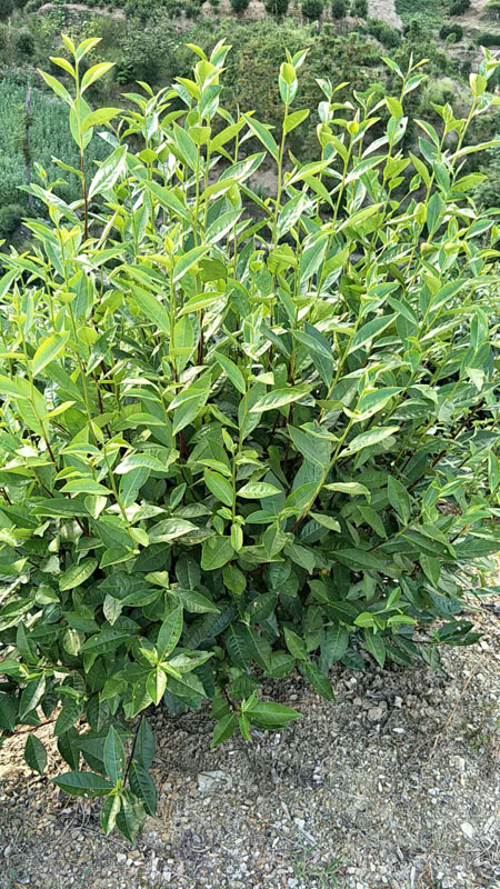 蒿坪茶树