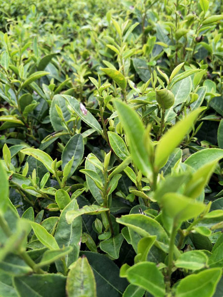 明前茶