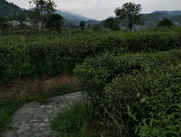 蒿坪富硒绿茶