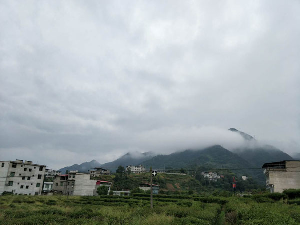 蒿坪茶叶