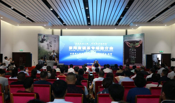 紫阳茶推介会