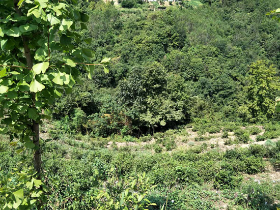 紫阳旅游