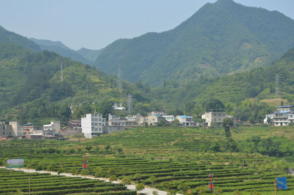 紫阳富硒茶