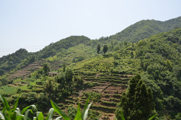 老茶农基地