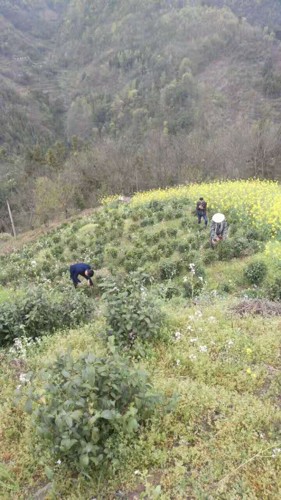 开园茶