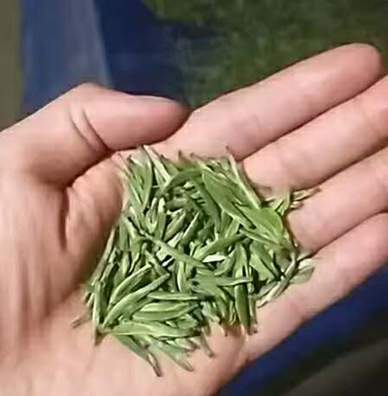 新茶