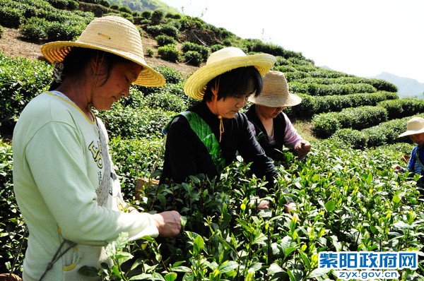 紫阳采茶季