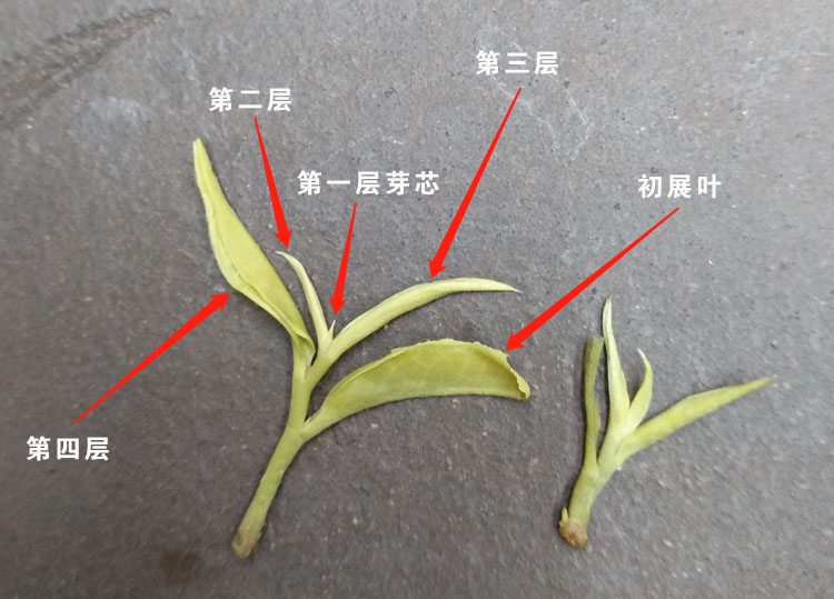 紫阳富硒茶芽头