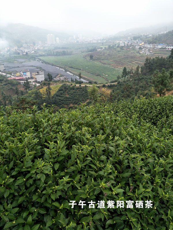 蒿坪毛尖茶园
