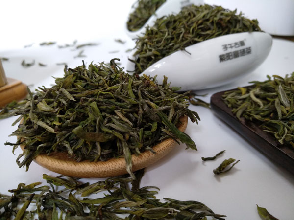 2019年紫阳富硒茶蒿坪毛尖老茶园开园茶开始预售