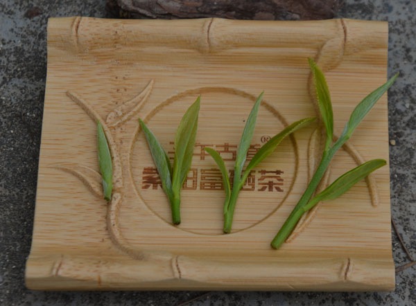 紫阳富硒茶芽头