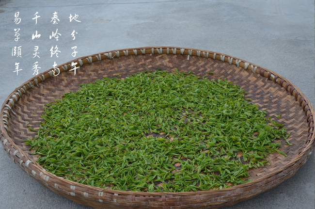 紫阳保健茶