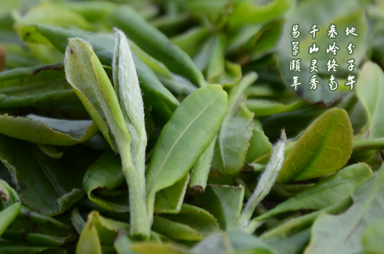 茶毫是什么?