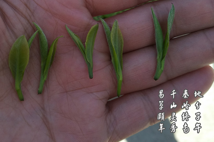 紫阳富硒茶紫阳毛尖的茶毫对茶叶品质有影响吗?