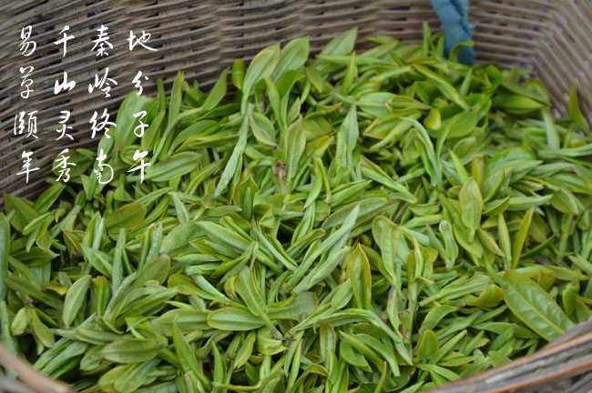 蒿坪毛尖茶芽