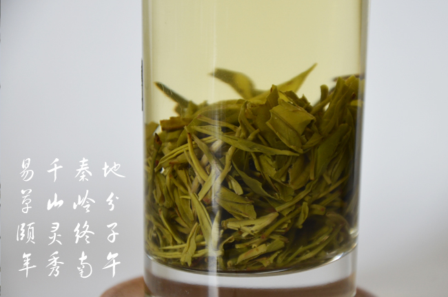 蒿坪毛尖冲泡