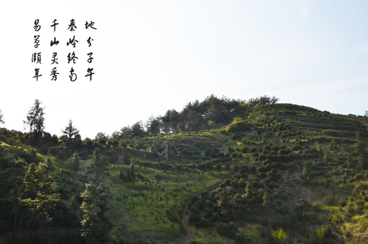 蒿坪老茶园