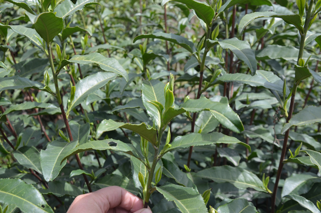 紫阳毛尖3月份出新茶