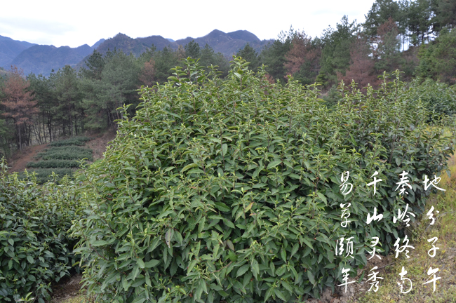 老茶树