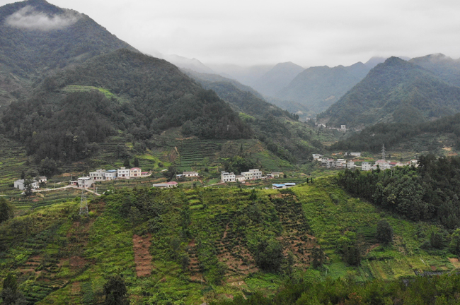 蒿坪河上游老茶山