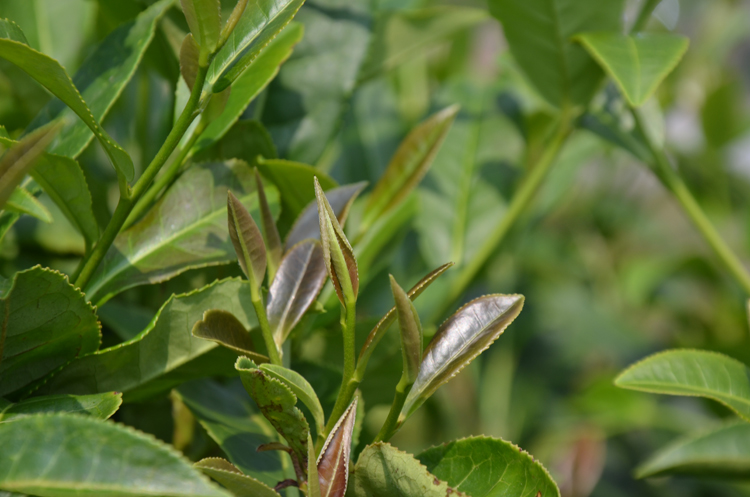 蒿坪紫娟茶