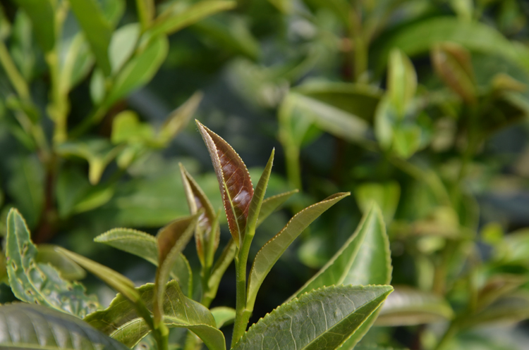 蒿坪紫娟茶