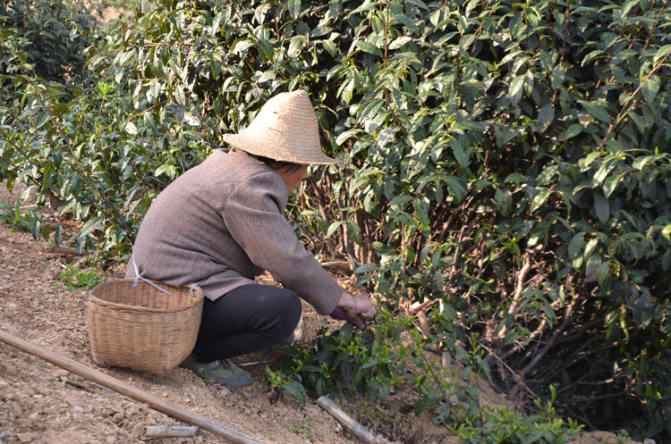 小茶树