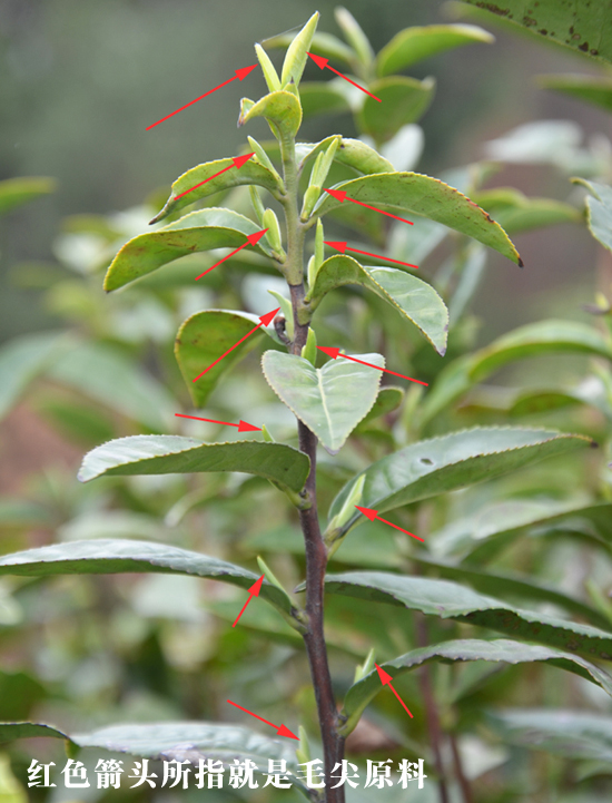 老茶树