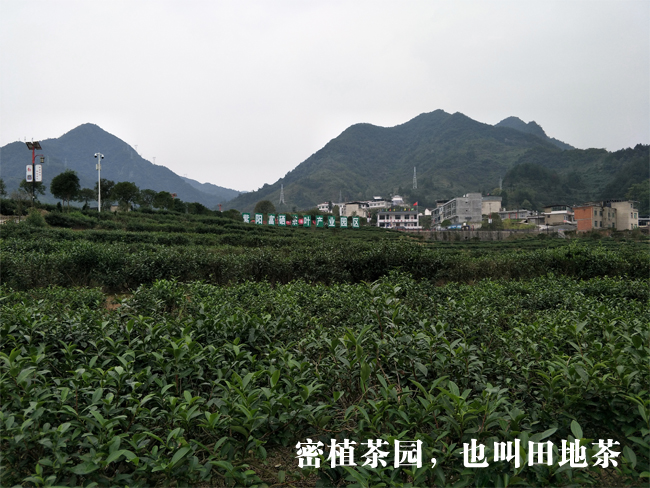 密植茶园