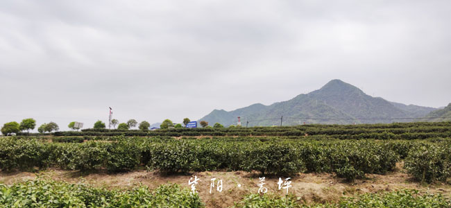 陕西紫阳:茶叶综合产值近43.4亿元 助农脱贫致富