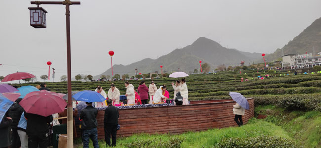紫阳富硒茶 让绿水青山更美 金山银山更大——《陕西农村报》