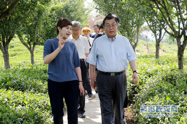农业农村部国际合作司巡视员谢建民来紫阳调研茶产业发展情况