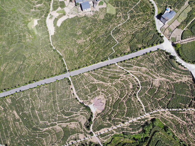 建国后紫阳县在茶叶发展史上出现的两次历史性失误