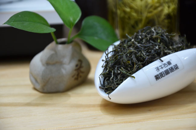 紫阳茶是我国品种优良茶种