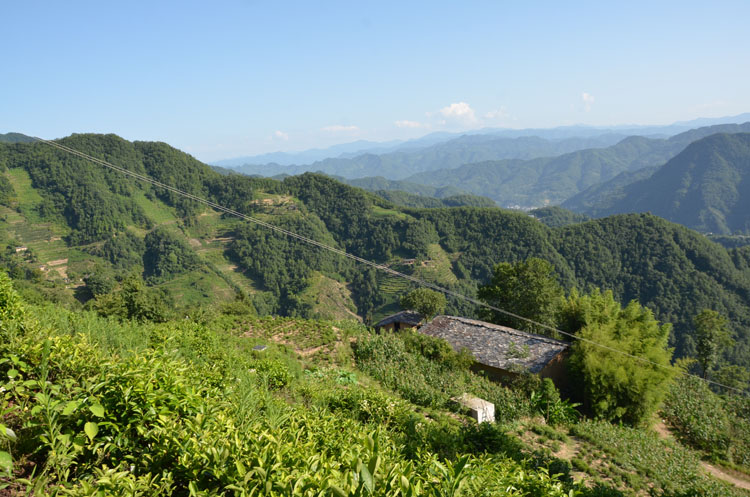 紫阳富硒茶贡茶产区在哪里？