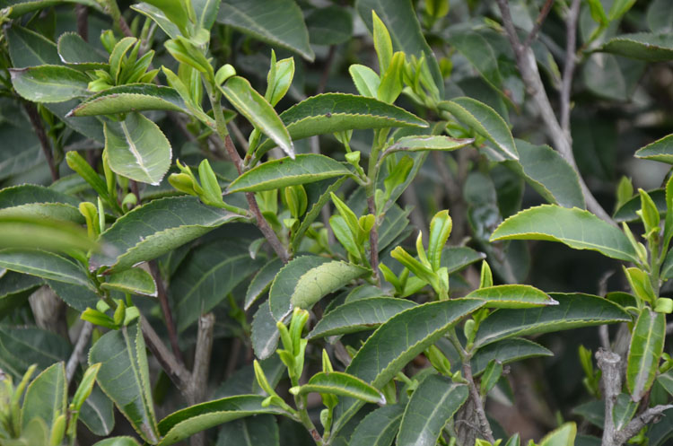 安康市紫阳县向阳镇搭建银企沟通平台助力春茶生产