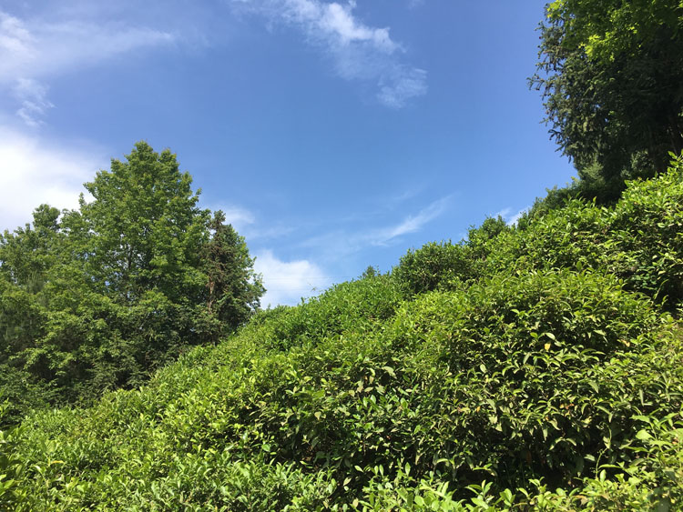 紫阳富硒茶打不打农药？