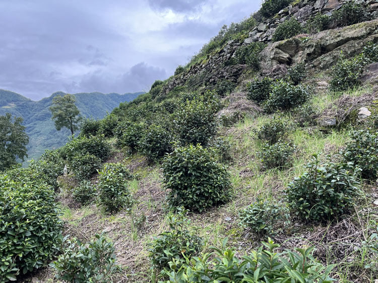 2025年紫阳县各镇的茶企数量及茶园面积