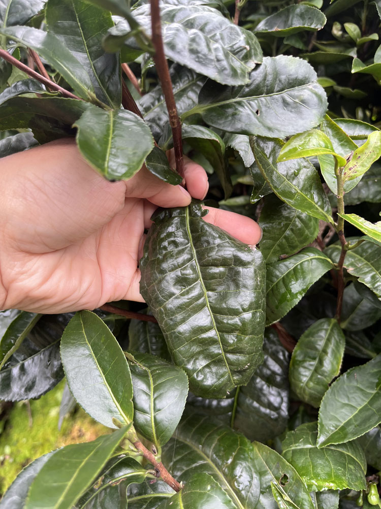 紫阳富硒茶氨基酸含量