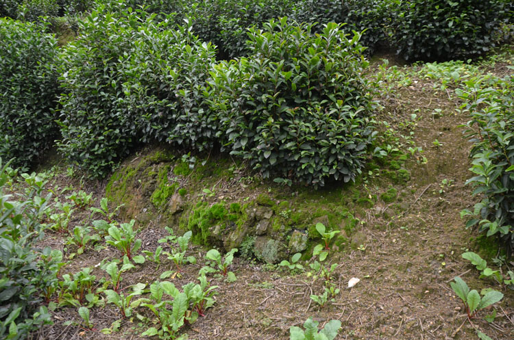 紫阳县蒿坪镇加强秋冬茶园管护提升茶产业质效