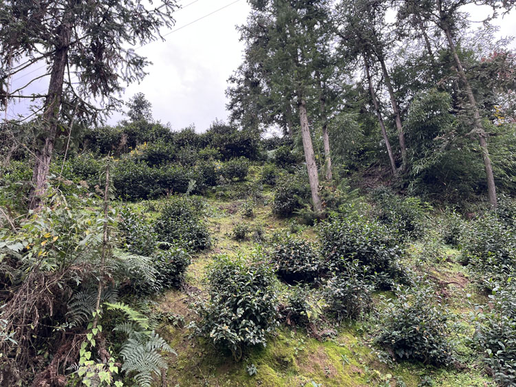 安康市紫阳县:用科技“链”起一杯好茶