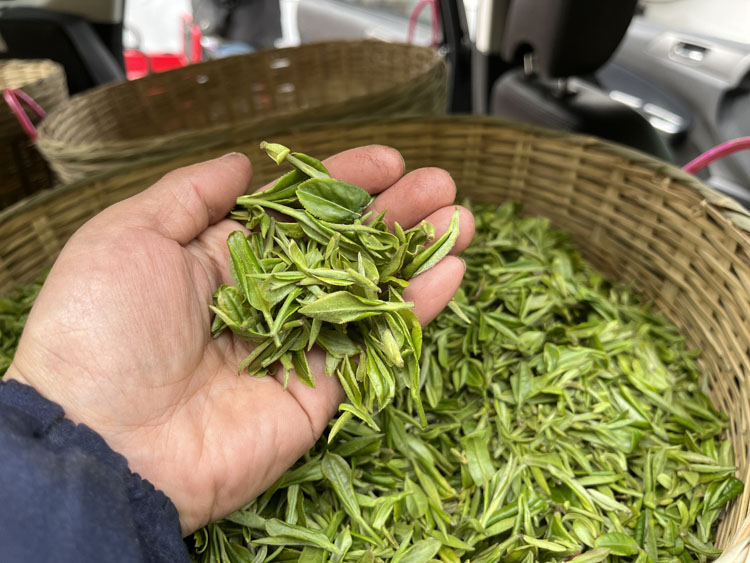 紫阳毛尖多少个芽头能做一斤干茶?