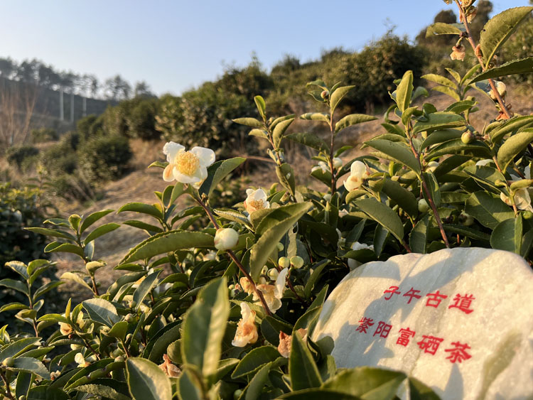 紫阳毛尖哪家好？