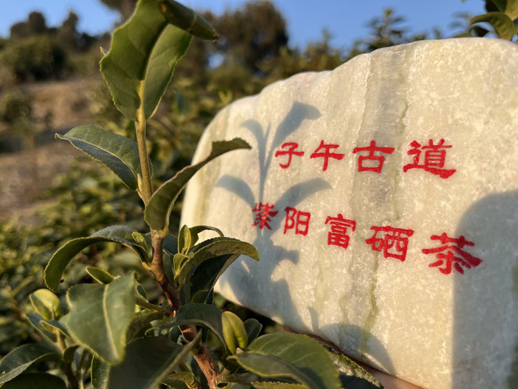 紫阳富硒茶2026年价格走势分析