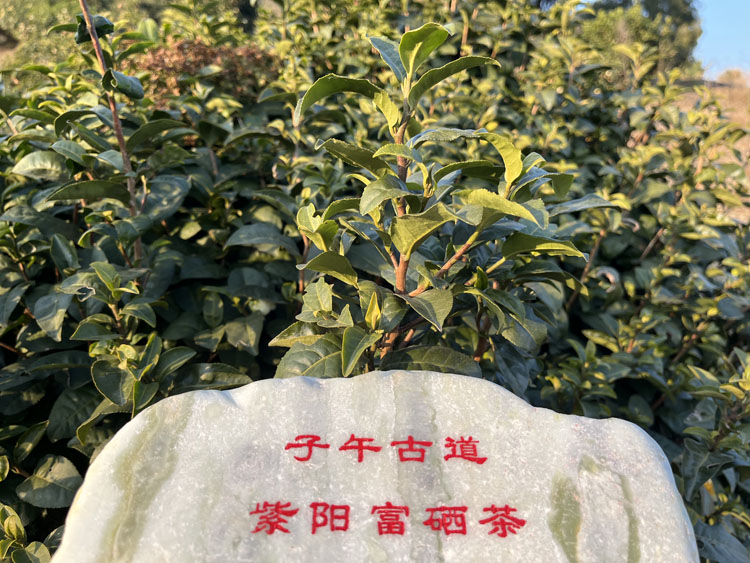 “紫阳富硒茶”入选全省区域公用品牌建设十大案例