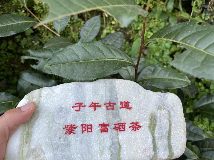 《当代陕西》| 一个品牌的“百家争‘茗’”