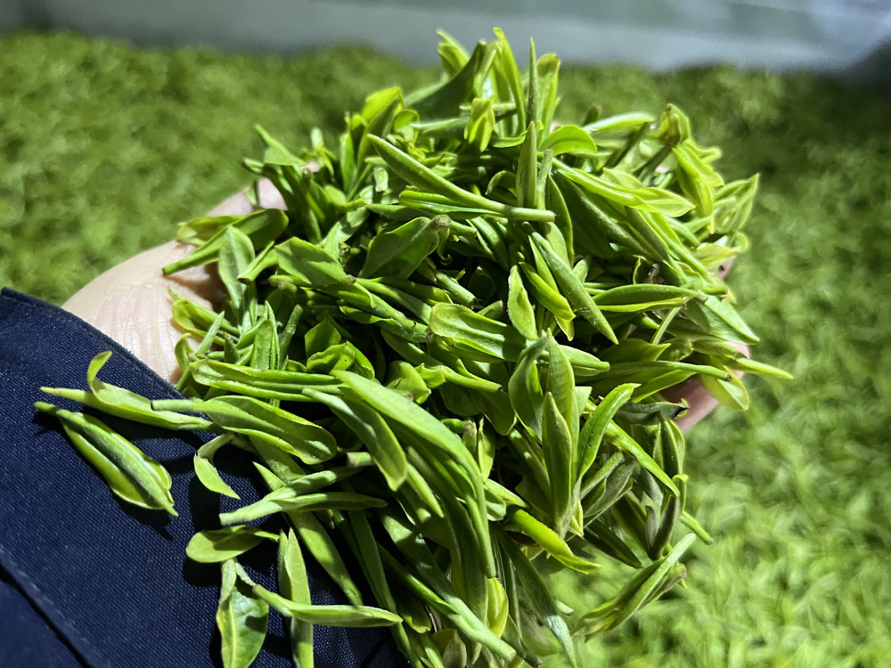 紫阳县子午古道富硒茶开始2026年茶季制茶